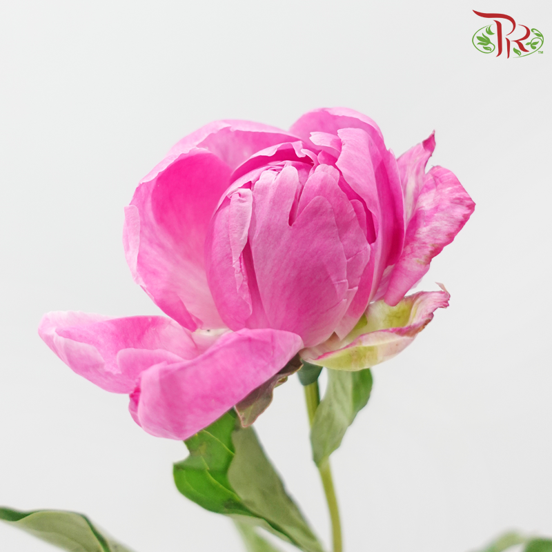 Peony - Fremming (5 Stems) (Small / Medium Head) **Fragile**