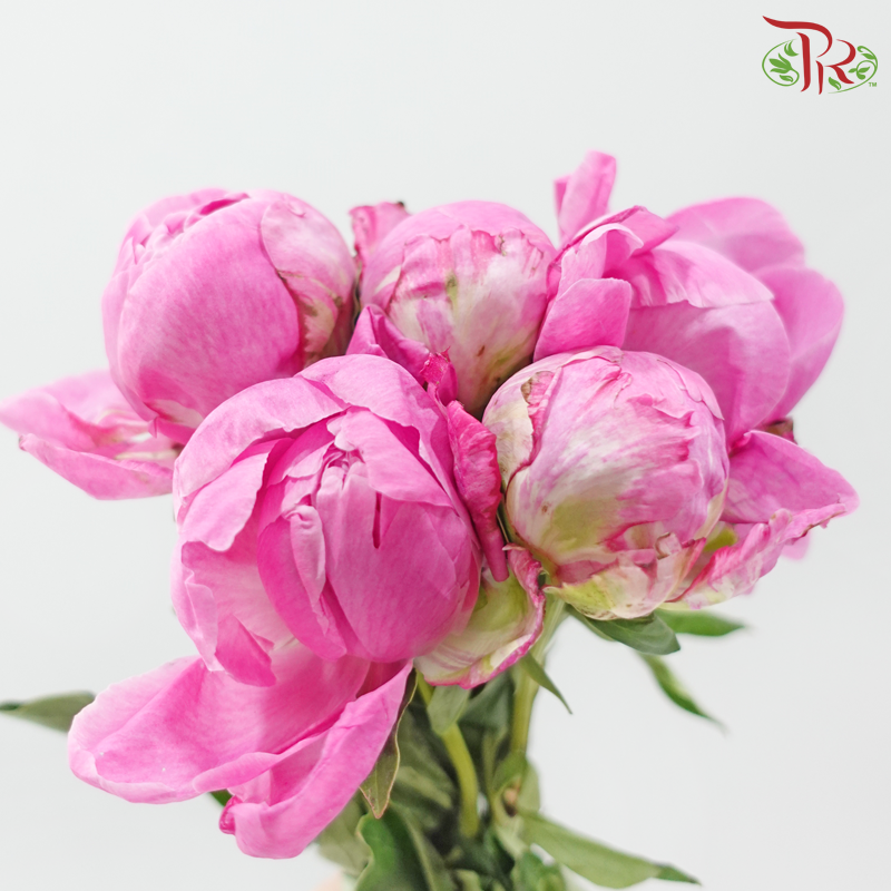 Peony - Fremming (5 Stems) (Small / Medium Head) **Fragile**