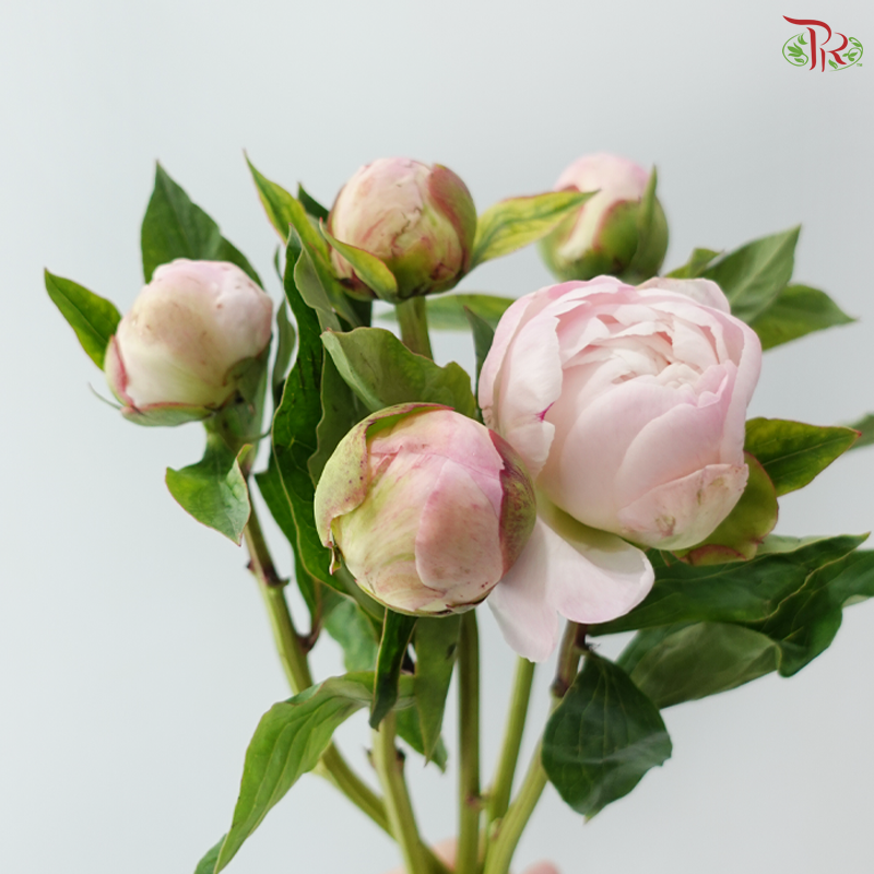 Peony - Pearl / Pecher 佩尔 ***FRAGILE (5 Stems)***(Small / Medium Head)