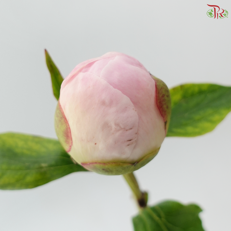 Peony - Pearl / Pecher 佩尔 ***FRAGILE (5 Stems)***(Small / Medium Head)