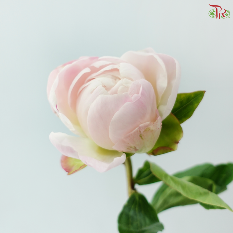 Peony - Pearl / Pecher 佩尔 ***FRAGILE (5 Stems)***(Small / Medium Head)