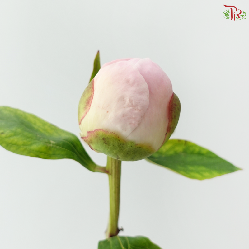 Peony - Pearl / Pecher 佩尔 ***FRAGILE (5 Stems)***(Small / Medium Head)