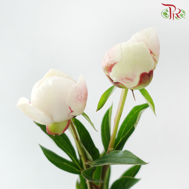 Peony - La Tendresse(5 Stems)  ***Fragile (Small /Medium Size)