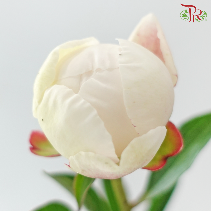 Peony - La Tendresse(5 Stems)  ***Fragile (Small /Medium Size)