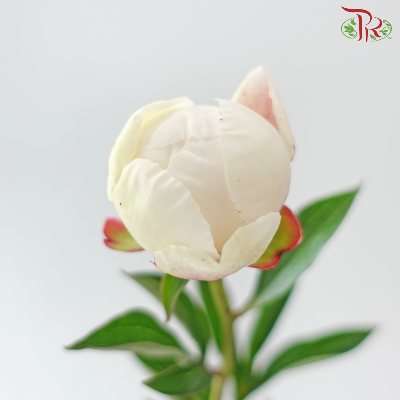 Peony - La Tendresse(5 Stems)  ***Fragile (Small /Medium Size)