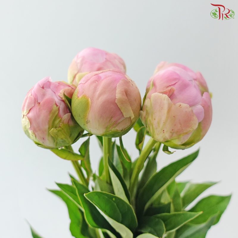 Peony - Oriental Maiden 东方少女 (5 Stems) (Small / Medium Head) **Fragile**