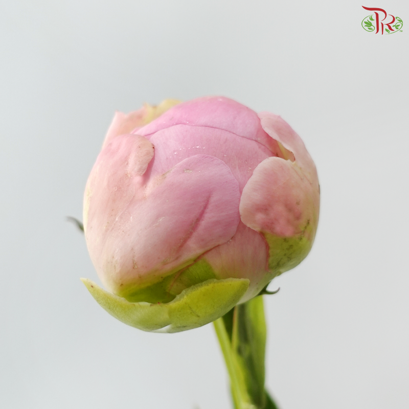 Peony - Oriental Maiden 东方少女 (5 Stems) (Small / Medium Head) **Fragile**