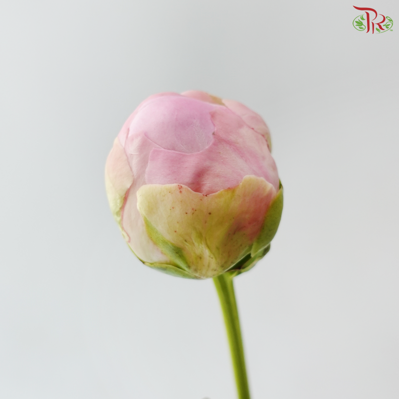 Peony - Oriental Maiden 东方少女 (5 Stems) (Small / Medium Head) **Fragile**