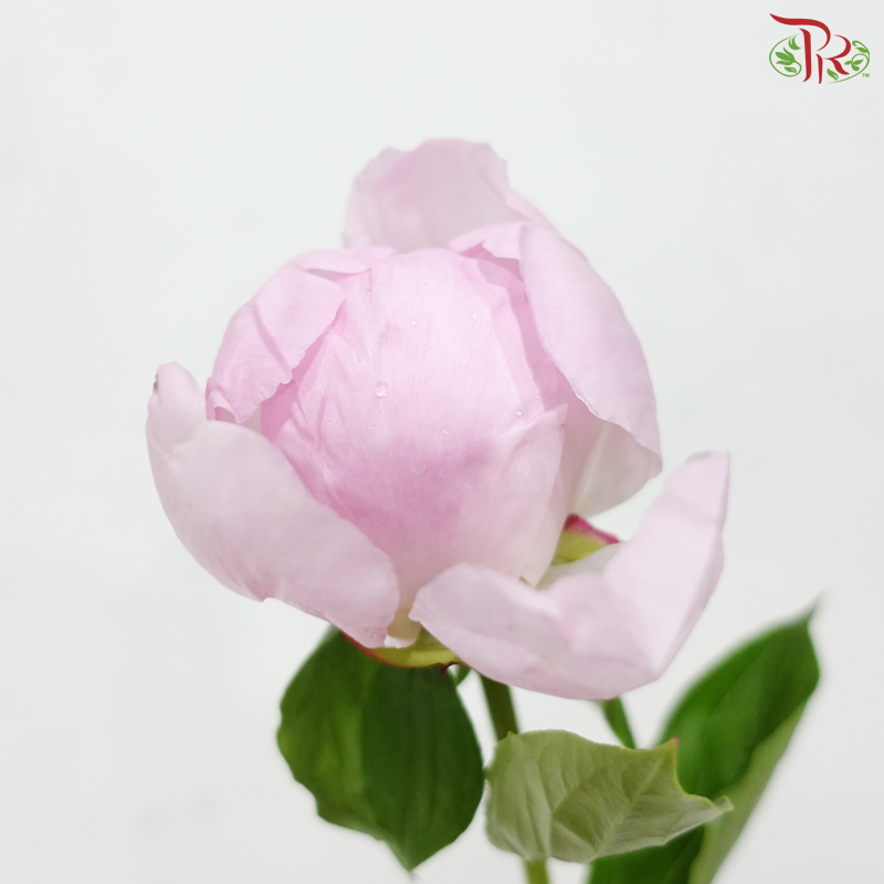 Peony - Angle Cheek - 2 Stems ***(Small / Medium Head) FRAGILE