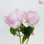 Peony - Angle Cheek - ***FRAGILE (2 Stems)***(Small / Medium Head)