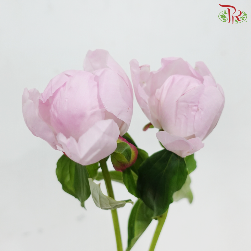 Peony - Angle Cheek - ***FRAGILE (2 Stems)***(Small / Medium Head)