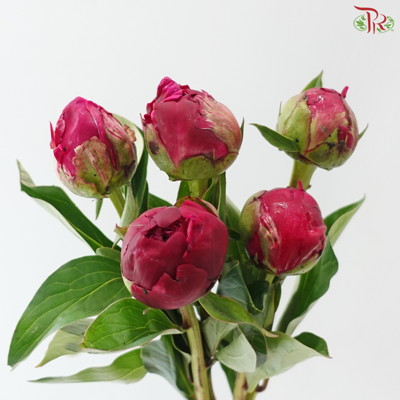 Peony - Red Paul (5 Stems) (Small / Medium Head) **Fragile**