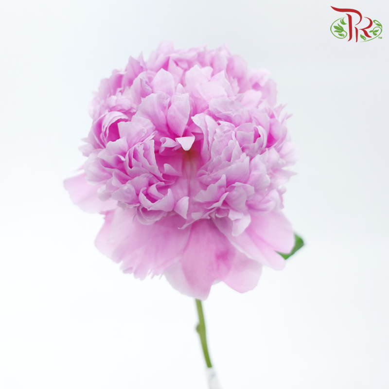 Peony - Orchid Pink (5 Stems) ***Fragile (Small /Medium Size)