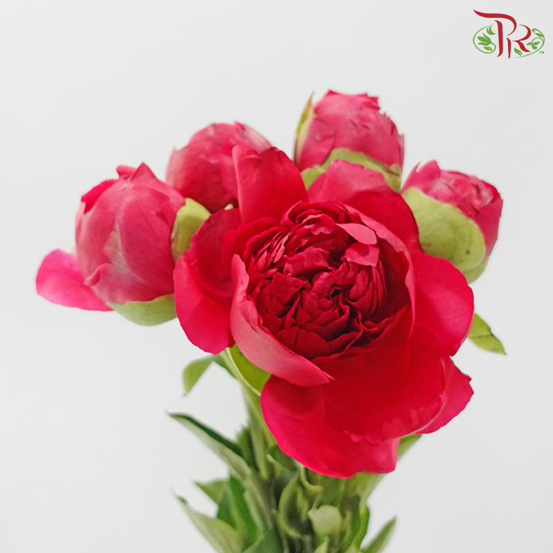Peony - Imperial Performance (5 Stems) (Small / Medium Head) **Fragile**