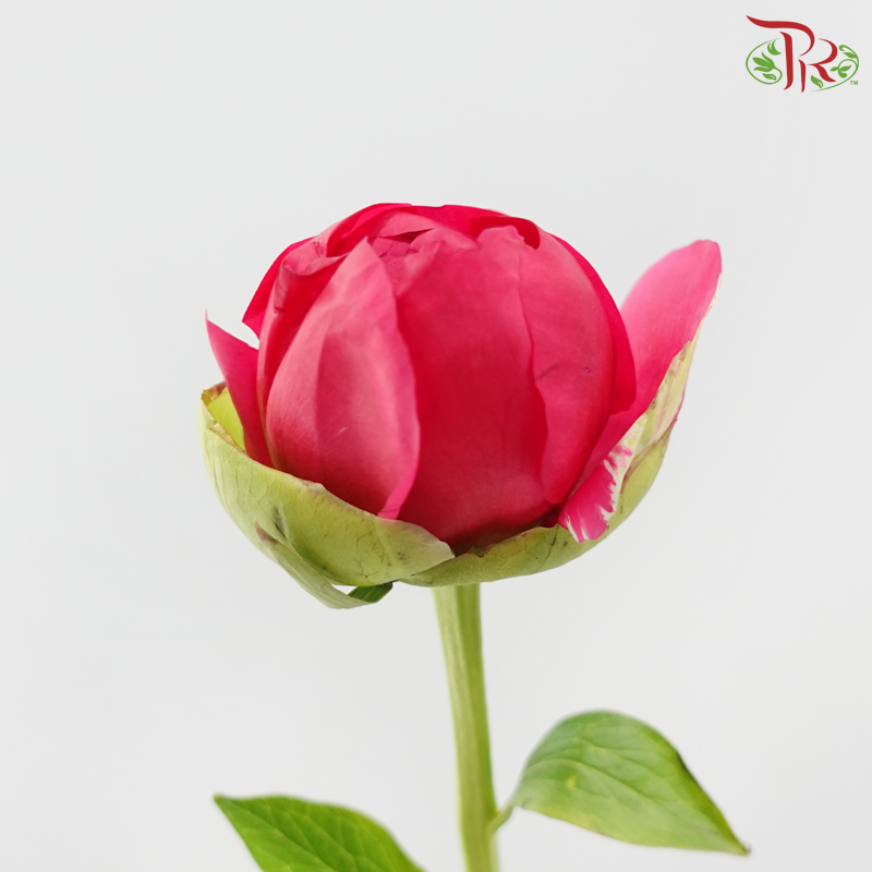 Peony - Imperial Performance (5 Stems) (Small / Medium Head) **Fragile**