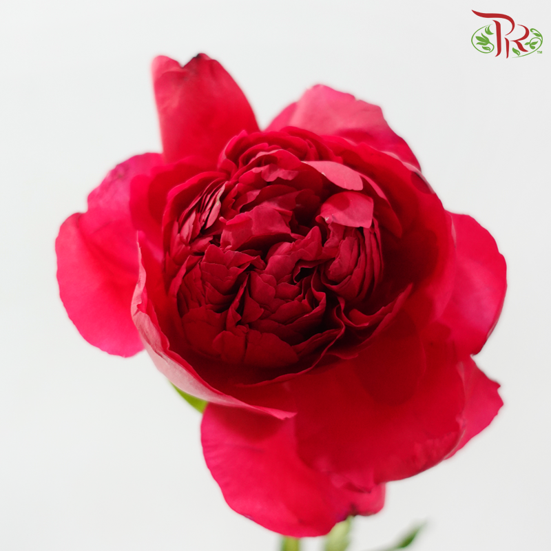 Peony - Imperial Performance (5 Stems) (Small / Medium Head) **Fragile**