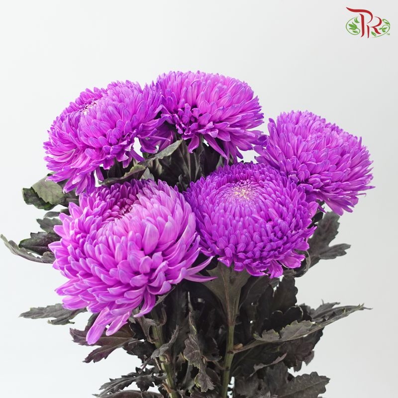 Peony Mum Dyed (Chrysanthemum) - Violet Purple (5 Stems)