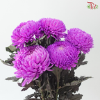 Peony Mum Dyed (Chrysanthemum) - Violet Purple (5 Stems)