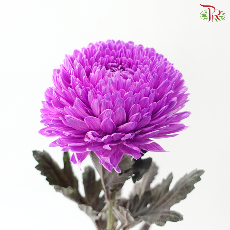 Peony Mum Dyed (Chrysanthemum) - Violet Purple (5 Stems)