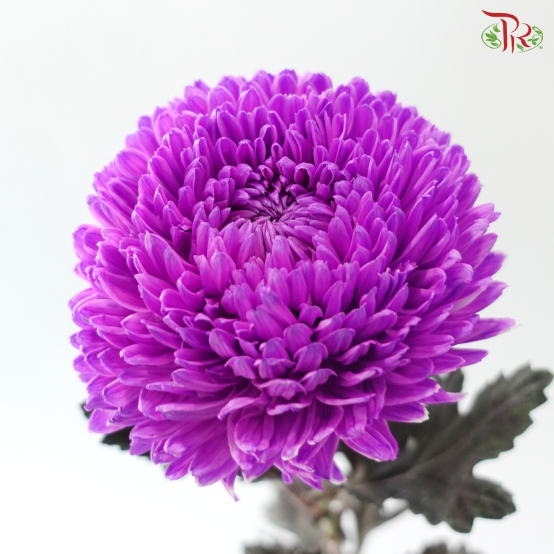 Peony Mum Dyed (Chrysanthemum) - Violet Purple (5 Stems)
