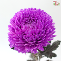 Peony Mum Dyed (Chrysanthemum) - Violet Purple (5 Stems)