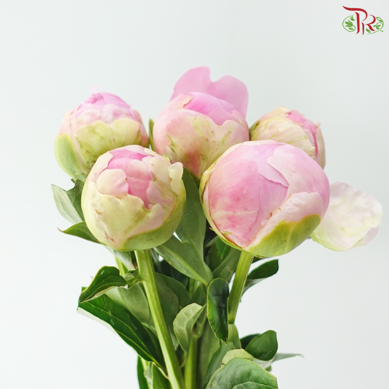 Peony - Service Plate (5 Stems) (Small / Medium Head) **Fragile**