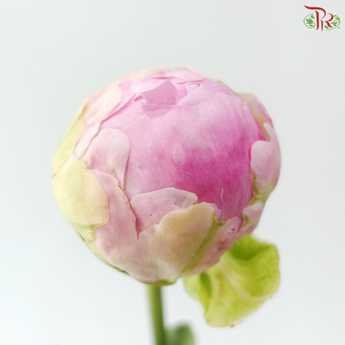 Peony - Service Plate (5 Stems) (Small / Medium Head) **Fragile**