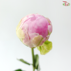 Peony - Service Plate (5 Stems) (Small / Medium Head) **Fragile**