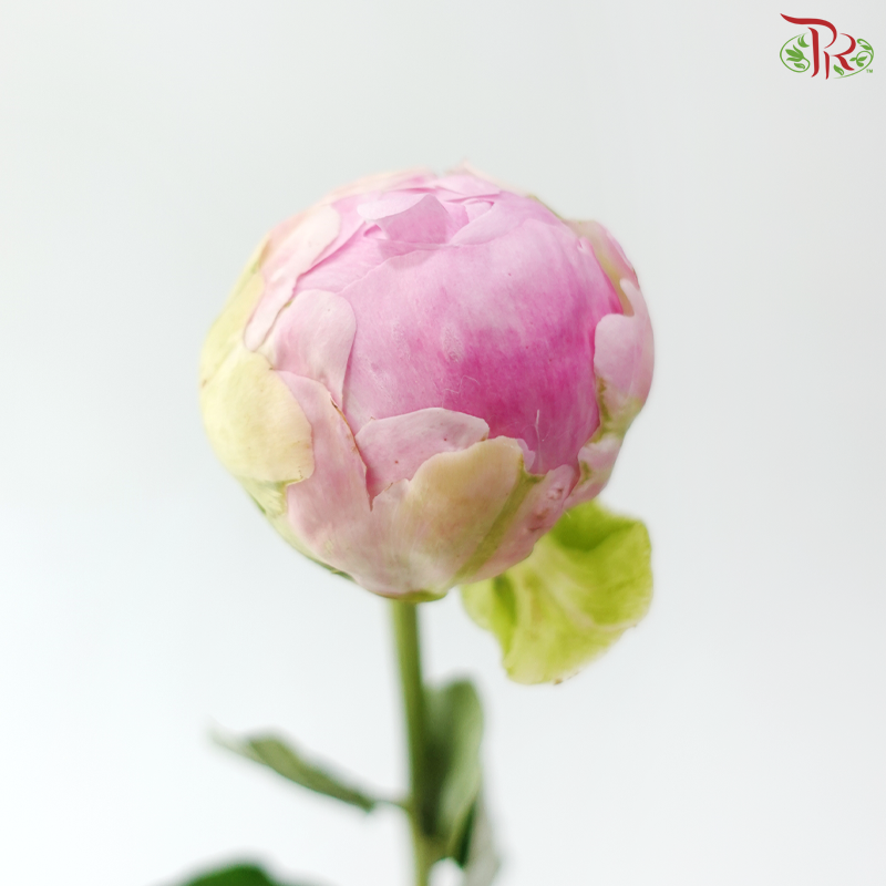 Peony - Service Plate (5 Stems) (Small / Medium Head) **Fragile**