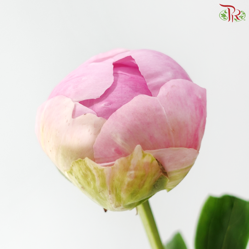 Peony - Service Plate (5 Stems) (Small / Medium Head) **Fragile**