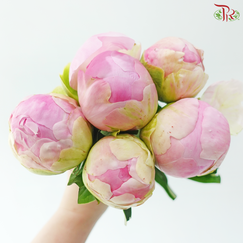 Peony - Service Plate (5 Stems) (Small / Medium Head) **Fragile**