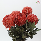 Peony Mum Dyed (Chrysanthemum) - Red Scarlet (5 Stems)