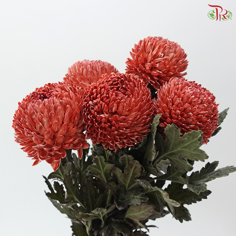 Peony Mum Dyed (Chrysanthemum) - Red Scarlet (5 Stems)