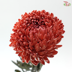 Peony Mum Dyed (Chrysanthemum) - Red Scarlet (5 Stems)
