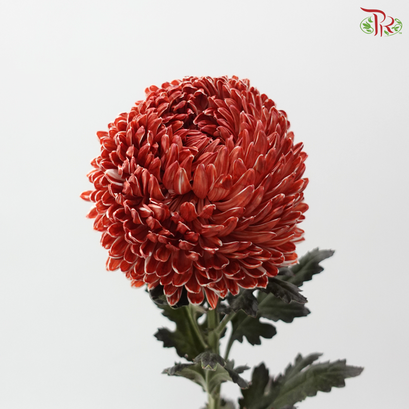 Peony Mum Dyed (Chrysanthemum) - Red Scarlet (5 Stems)