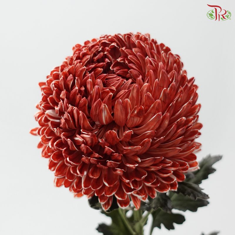 Peony Mum Dyed (Chrysanthemum) - Red Scarlet (5 Stems)