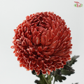 Peony Mum Dyed (Chrysanthemum) - Red Scarlet (5 Stems)