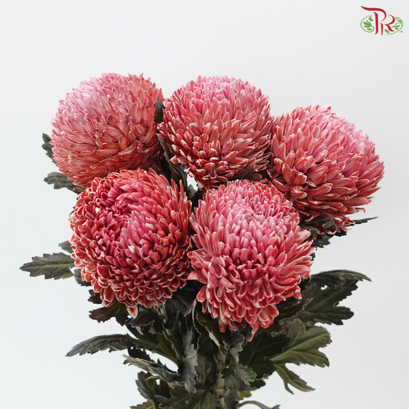 Peony Mum Dyed (Chrysanthemum) - Red-Pink Ombre (5 Stems)