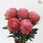 Peony Mum Dyed (Chrysanthemum) - Red-Pink Ombre (5 Stems)