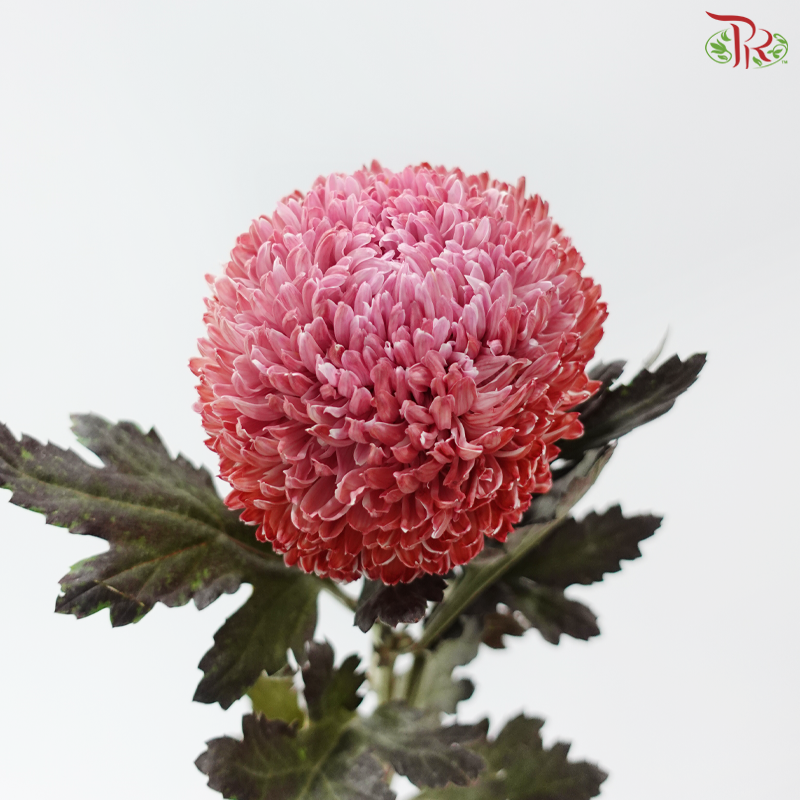 Peony Mum Dyed (Chrysanthemum) - Red-Pink Ombre (5 Stems)