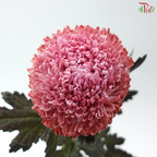 Peony Mum Dyed (Chrysanthemum) - Red-Pink Ombre (5 Stems)