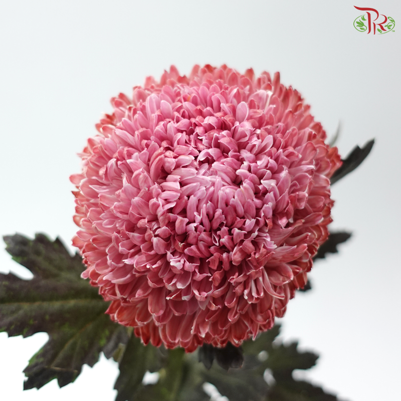 Peony Mum Dyed (Chrysanthemum) - Red-Pink Ombre (5 Stems)