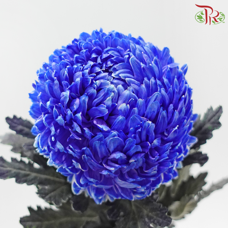 Peony Mum Dyed (Chrysanthemum) - Blue (5 Stems)
