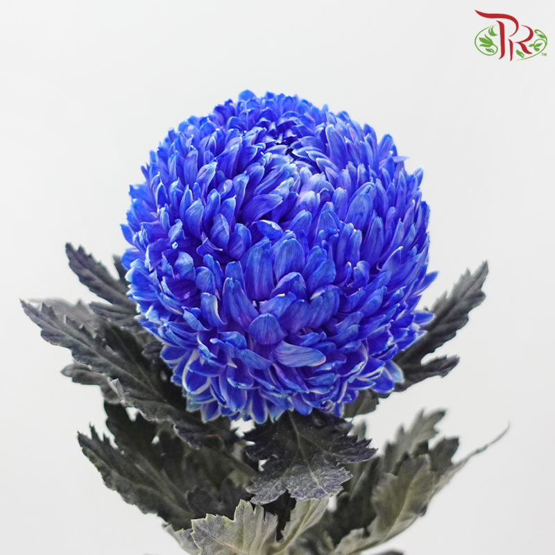 Peony Mum Dyed (Chrysanthemum) - Blue (5 Stems)