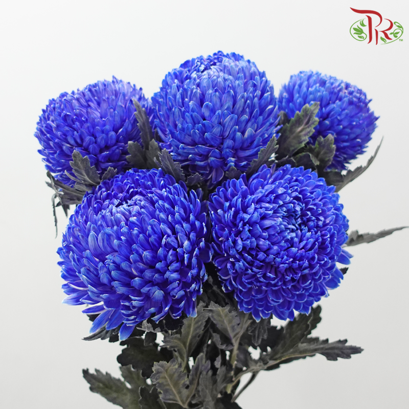 Peony Mum Dyed (Chrysanthemum) - Blue (5 Stems)