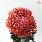 Peony Mum Dyed (Chrysanthemum) - Brown (5 Stems)