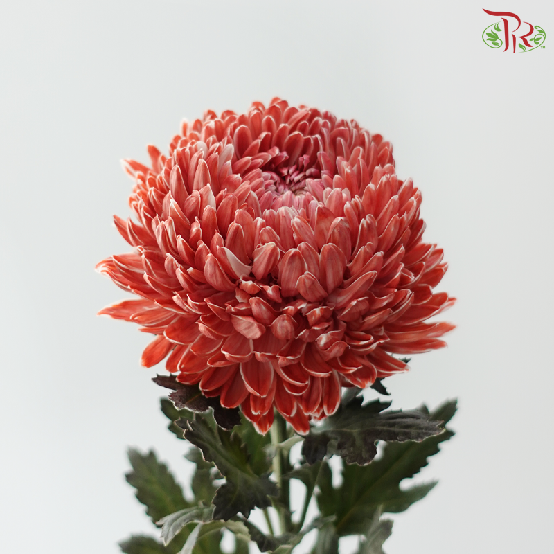 Peony Mum Dyed (Chrysanthemum) - Brown (5 Stems)