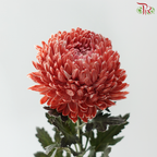 Peony Mum Dyed (Chrysanthemum) - Brown (5 Stems)