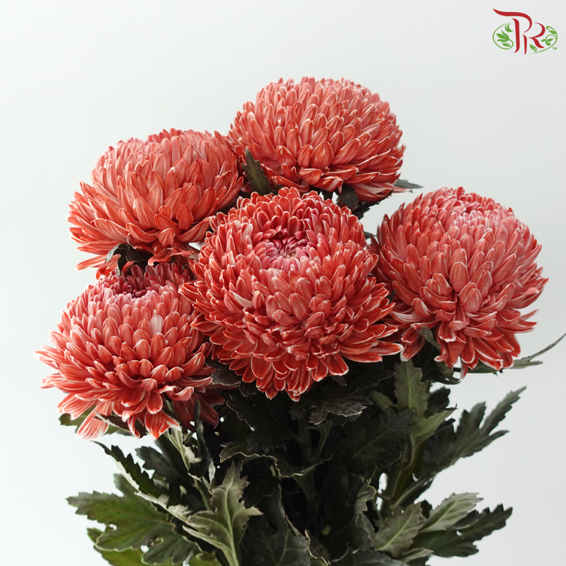 Peony Mum Dyed (Chrysanthemum) - Brown (5 Stems)