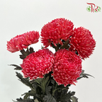 Peony Mum Dyed (Chrysanthemum) - Cardinal Red (5 Stems)